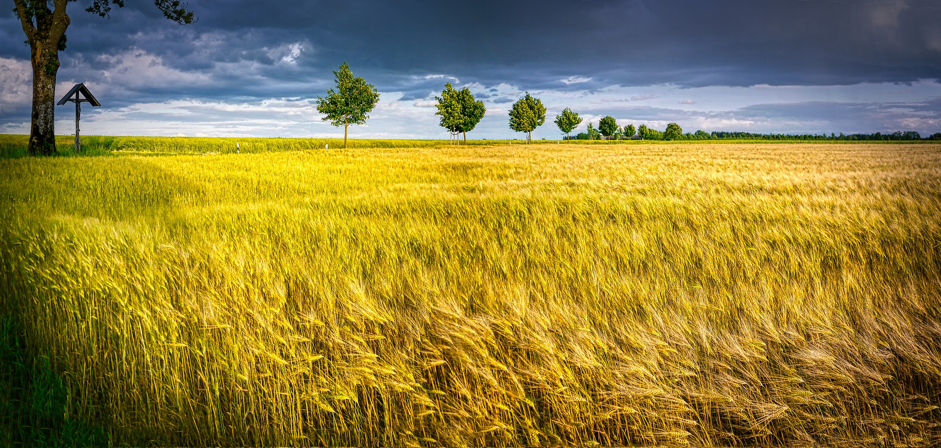 Harvest Field Grain